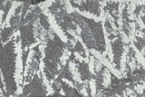 Fossil Graptolite Cluster (Didymograptus) - Great Britain #103425-1
